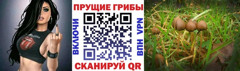 Купить  Кореновск  Галлюциногенные грибы мицелий 